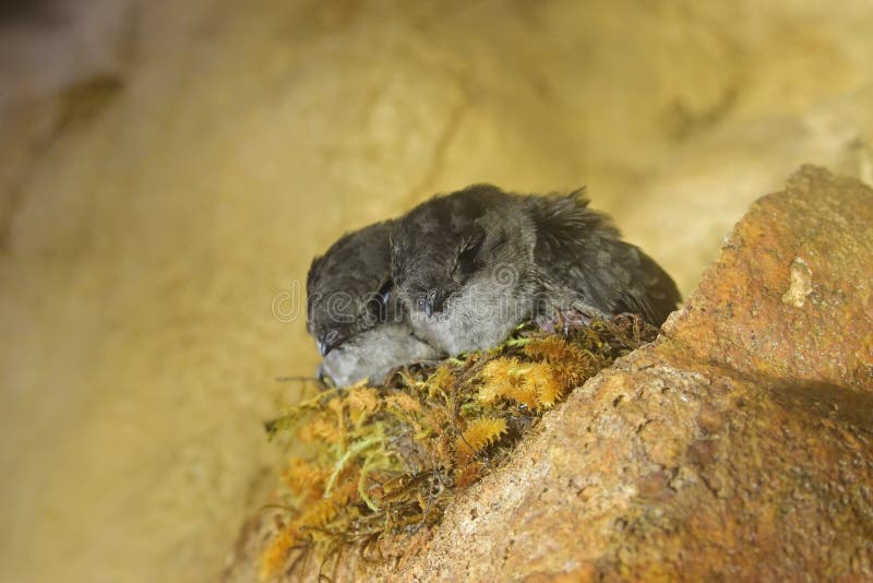 chris oakes add chubby swallow photo