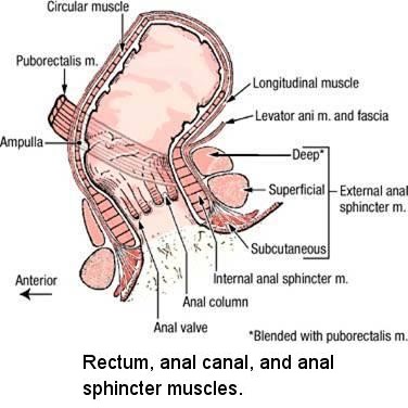 bob hefner recommends anal depth training pic