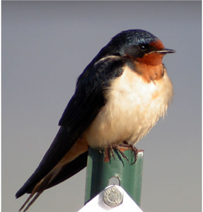 chubby swallow