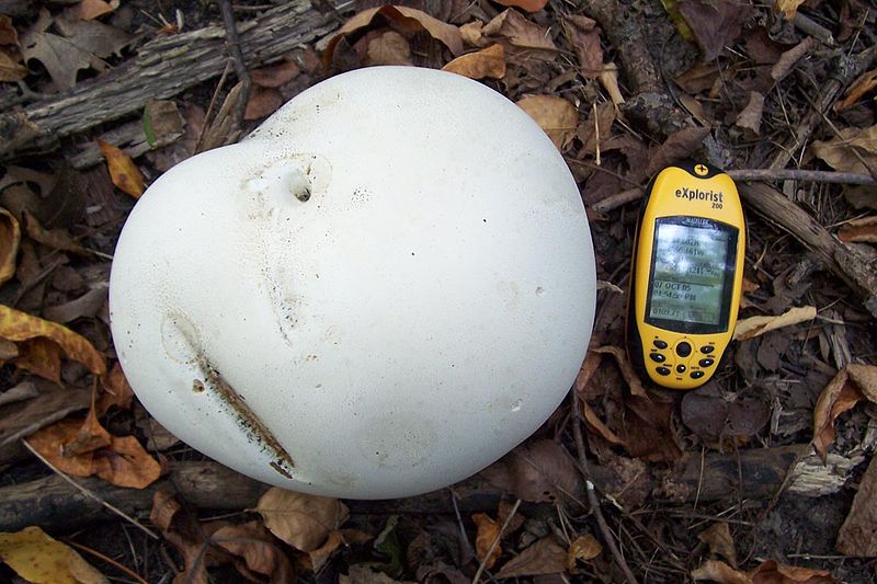 andrew marzec recommends Huge Mushroom Head