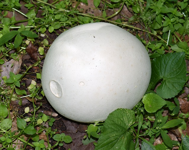 colleen rebar recommends huge mushroom head pic