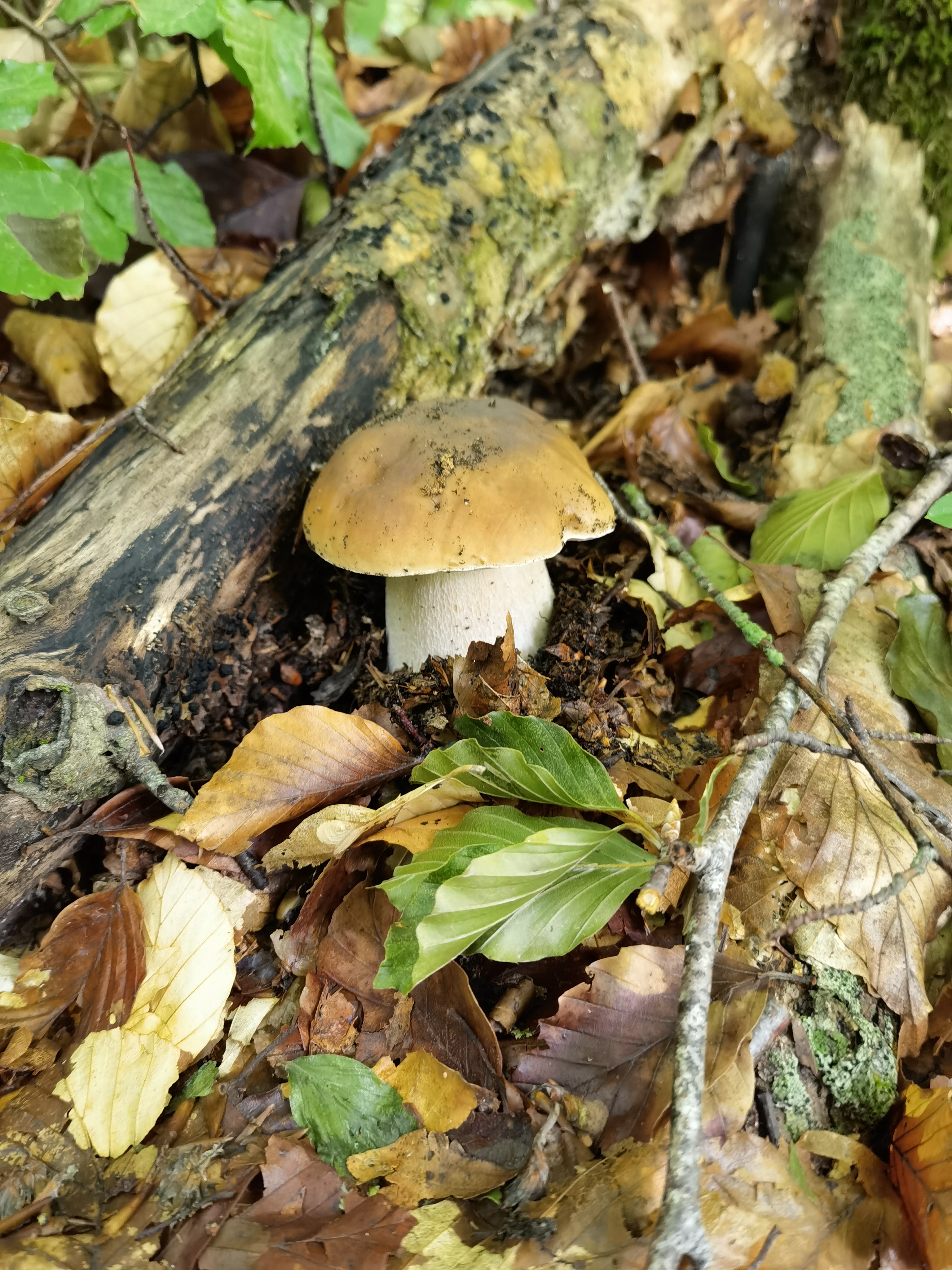 brendan foeller add photo huge mushroom head