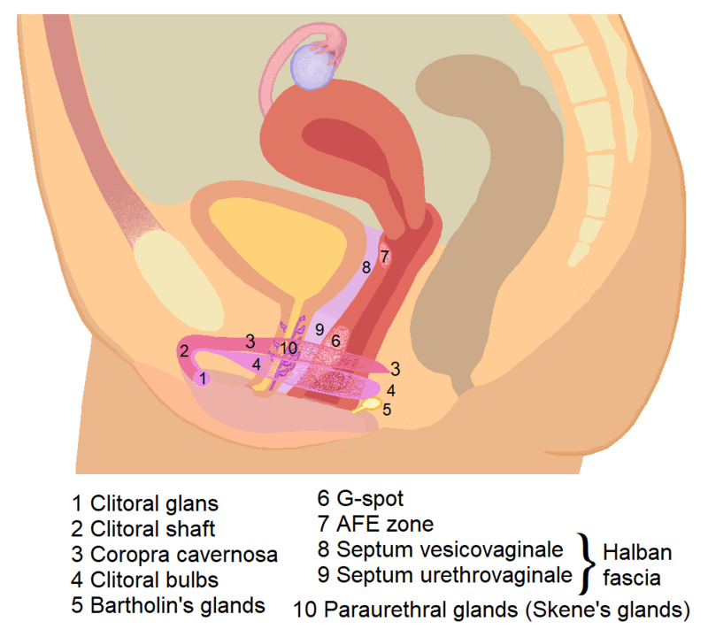 carl zhao recommends largest clit pic